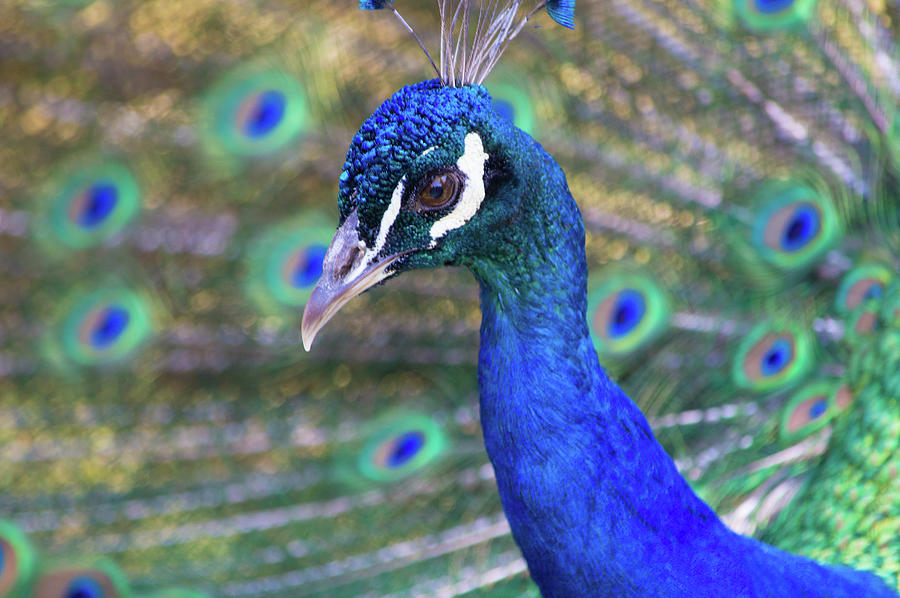 Peacock 2 Photograph by Deborah M Peacock 2 Photograph by Deborah M