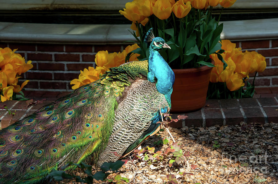 Peacock Photograph - Peacock, 2 by Glenn Franco Simmons