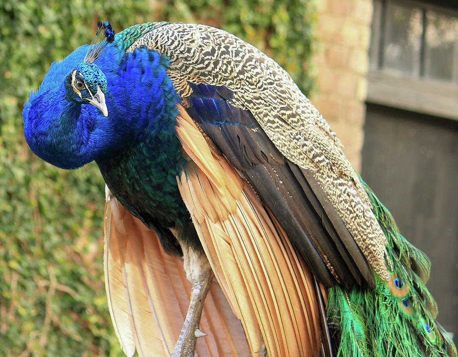 Peacock 3 Photograph by Cindy Robinson