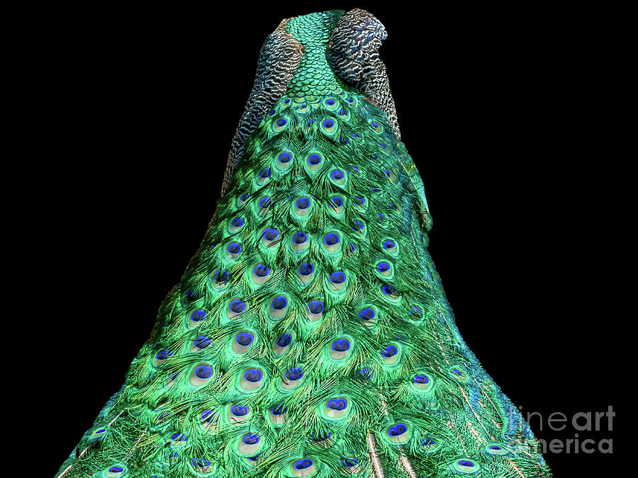 Peacock Photograph - Peacock, 3 by Glenn Franco Simmons