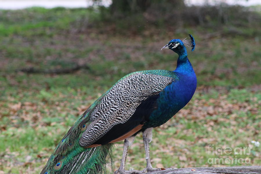 Peacock 4 Photograph by Ash Nirale