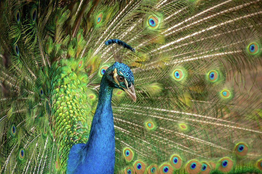 Peacock 4 Photograph by Cindy Robinson