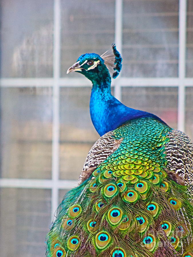 Peacock 6 Photograph by Ash Nirale