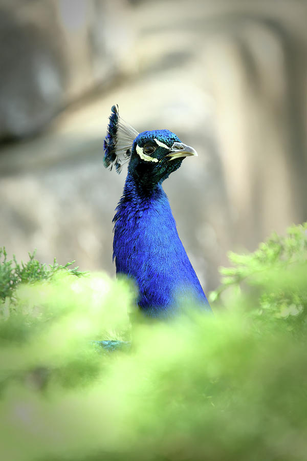 Peacock-A-Boo Photograph by Lens Art Photography By Larry Trager