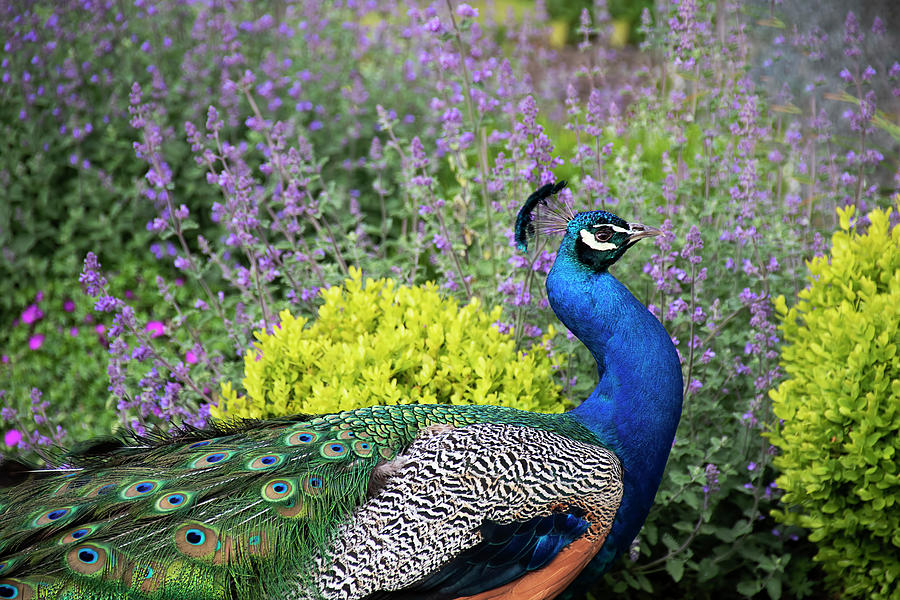 Peacock and Lavender - Beacon Hill Park Photograph by Peggy Collins