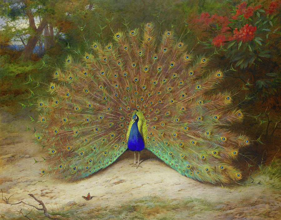 Peacock and Peacock Butterfly, 1917 Painting by Archibald Thorburn