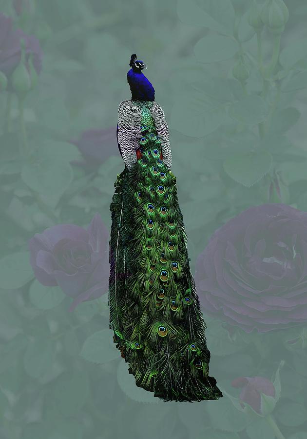 Peacock and Roses Photograph by Mingming Jiang