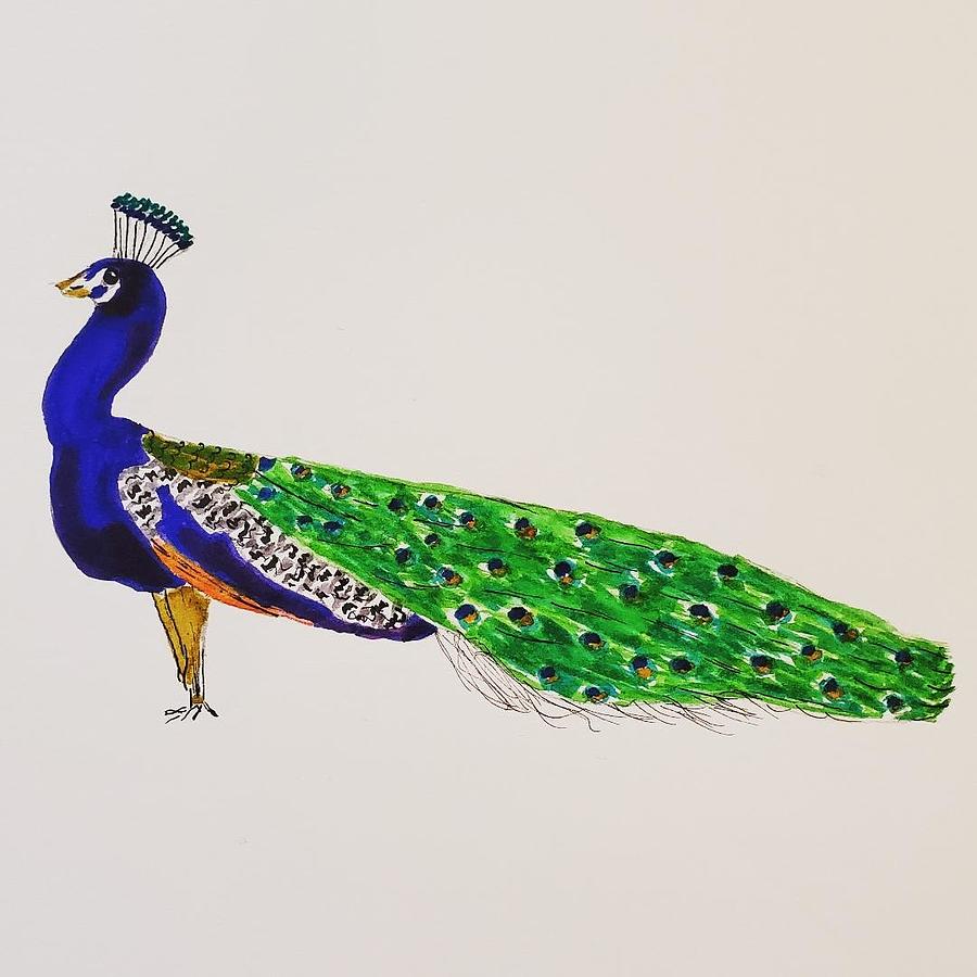 Peacock Drawing by Ann Stewart Burns - Fine Art America