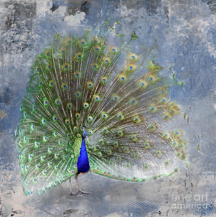 Peacock Art Photograph by Ed Taylor