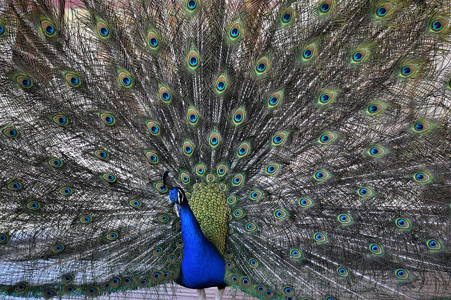 Peacock at Desert View Tower Photograph by Roberta Byram