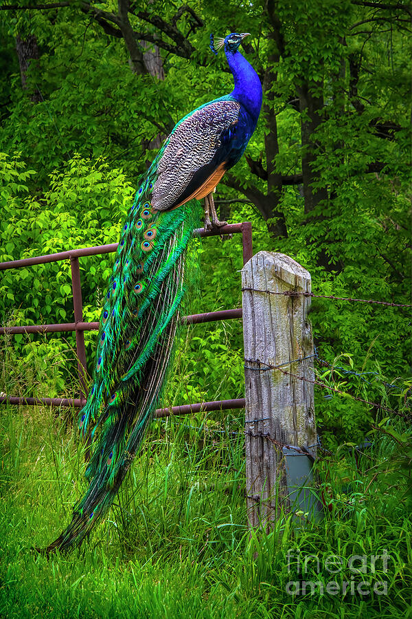 Peacock at High Noon Photograph by Shelia Hunt