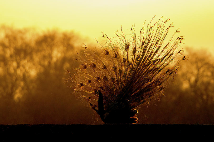 Peacock at sunrise Photograph by Ramabhadran Thirupattur