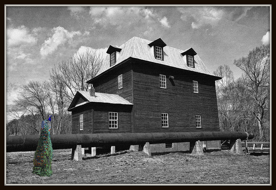 Peacock At The Mill In Selective Color Digital Art