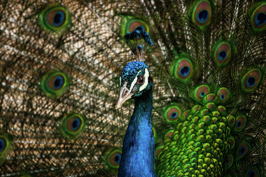 Peacock Beauty Photograph by Karol Livote