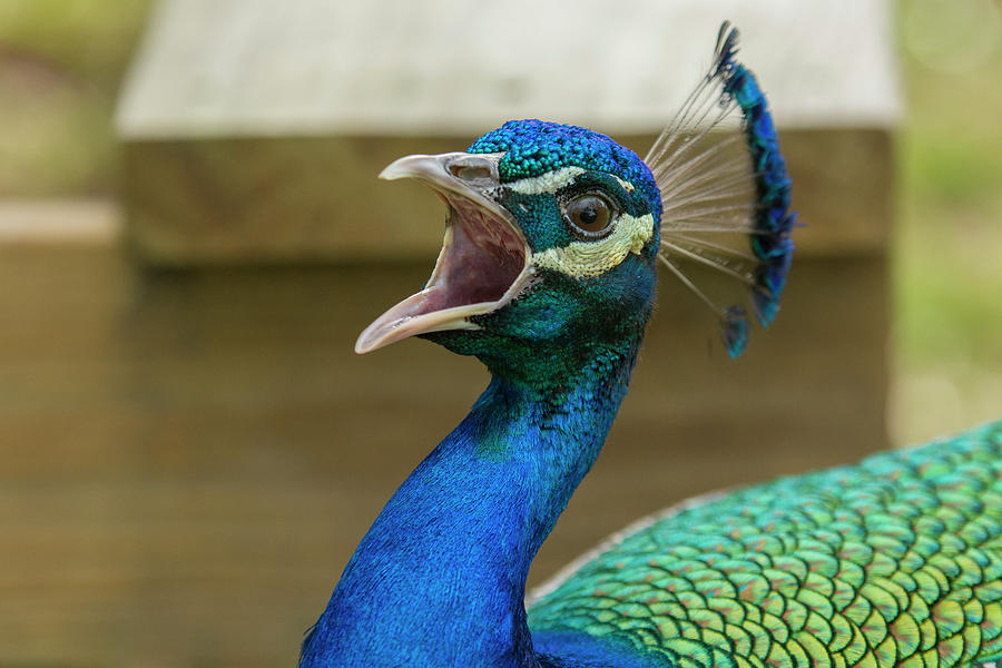 Peacock big mouth Photograph by Leah Sparks Images