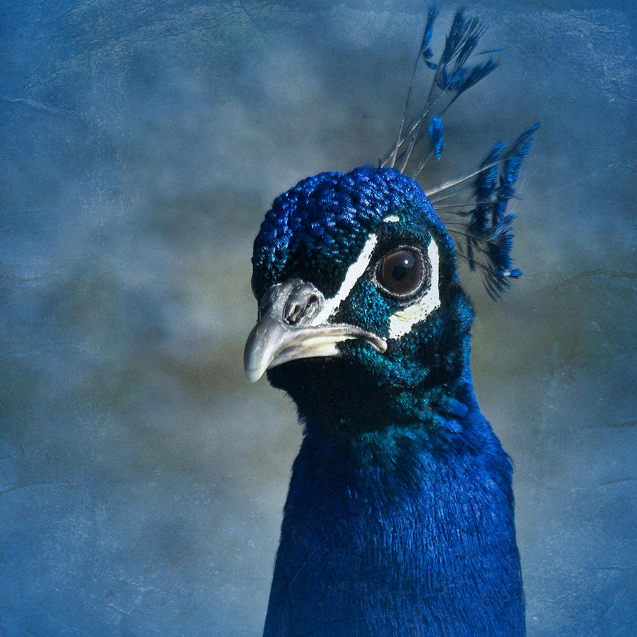 Peacock Blue Photograph by Richard Cummings
