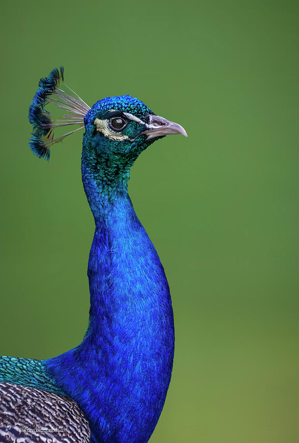 Peacock Blues Photograph