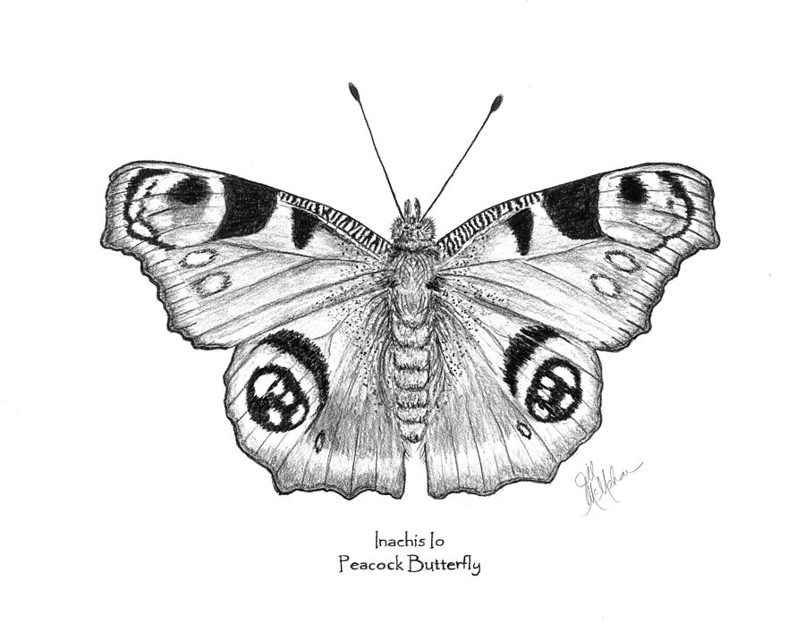 Butterfly Drawing Easy Methods : How to Draw Butterflies Step by Step | How  to Draw Step by Step Drawing Tutorials