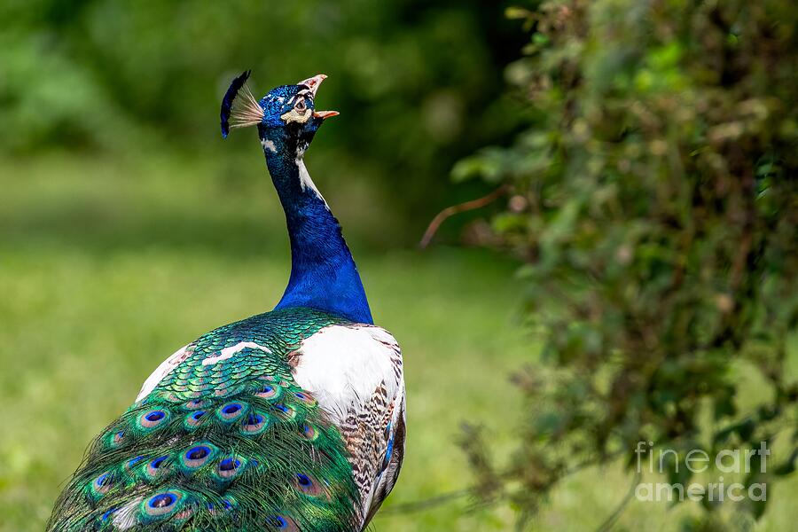 Peacock Calling Photograph by Jennifer Jenson
