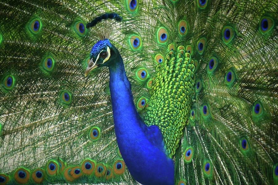 Peacock Photograph by Chanel Borden | Fine Art America