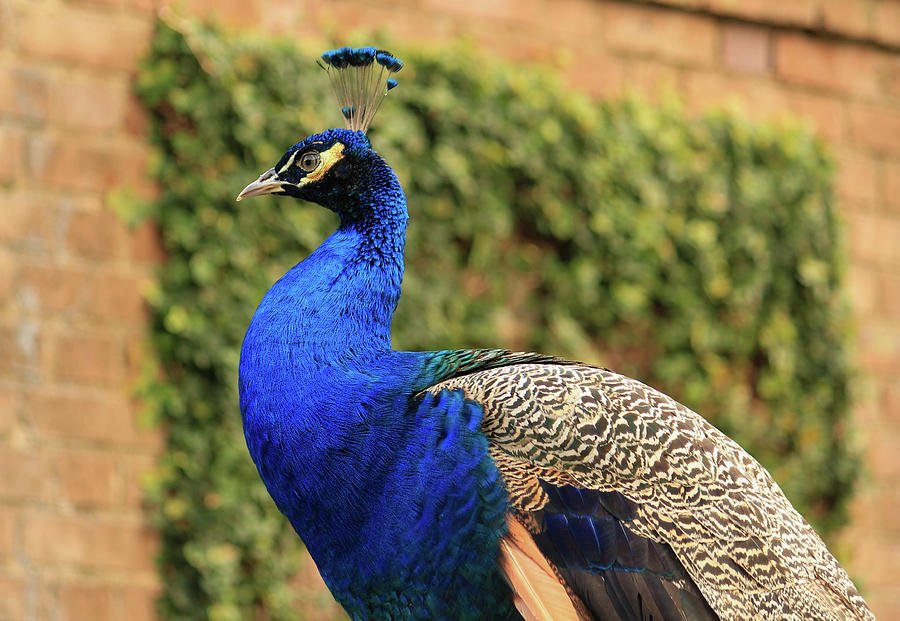 Peacock Photograph by Cindy Robinson