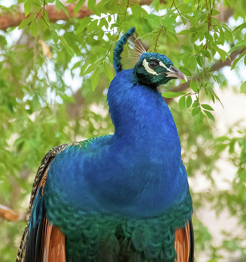 Peacock Closeup Photograph by Laurel Powell
