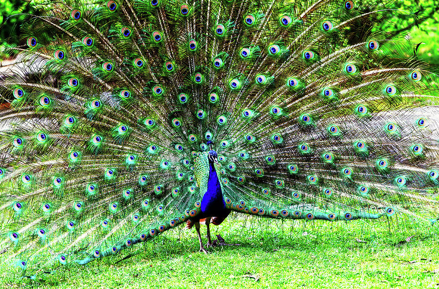 Peacock Colors at the Bronx Zoo Photograph by John Rizzuto