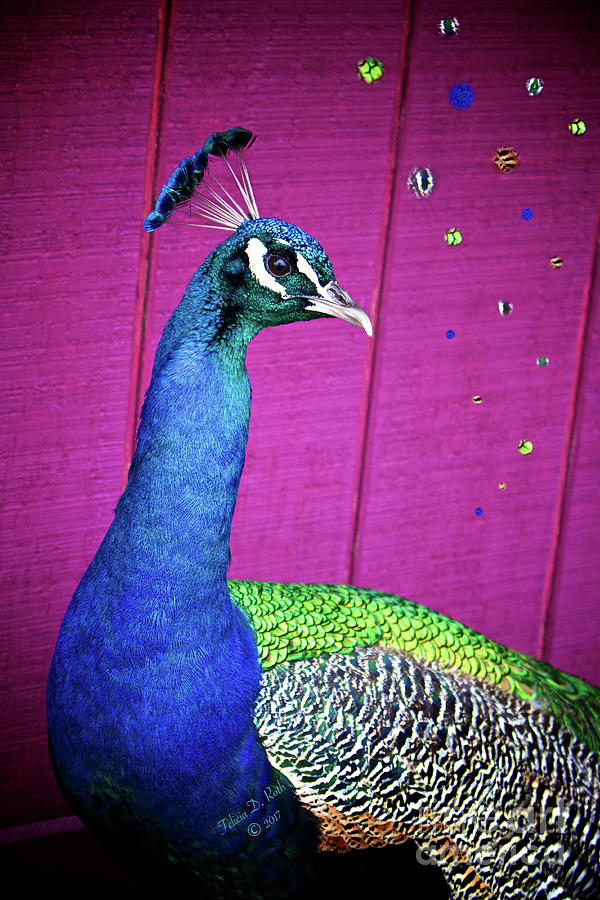 Peacock Cool Photograph by Felicia Roth