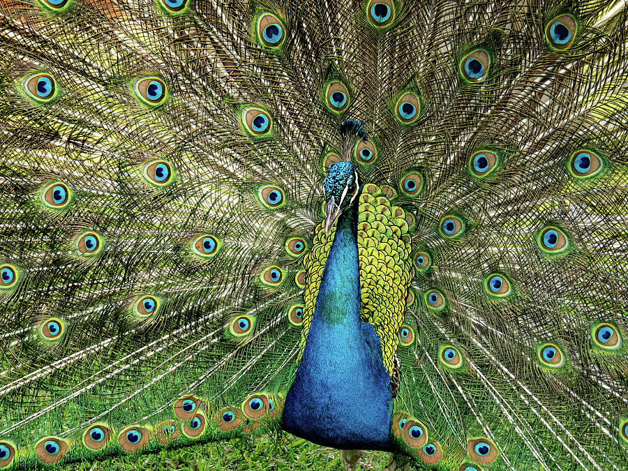 Peacock Courtship Photograph by Leslie Struxness - Fine Art America