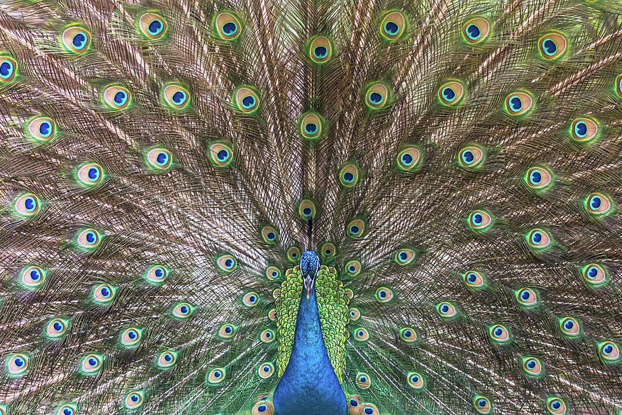 Peacock deploying his tail Photograph by Philippe Lejeanvre