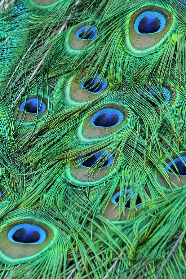 Peacock Detail Photograph by David Hubler - Fine Art America