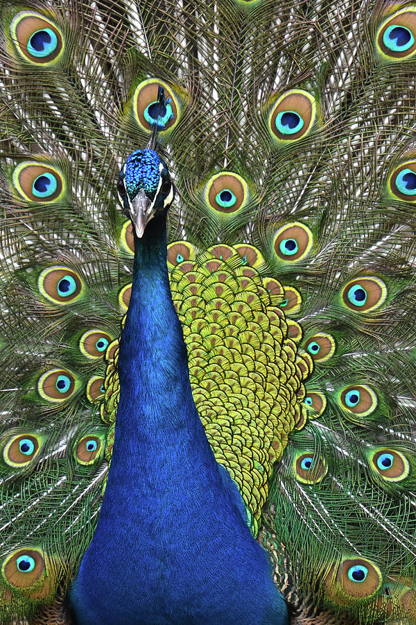 Peacock Display Photograph by Ann Bridges