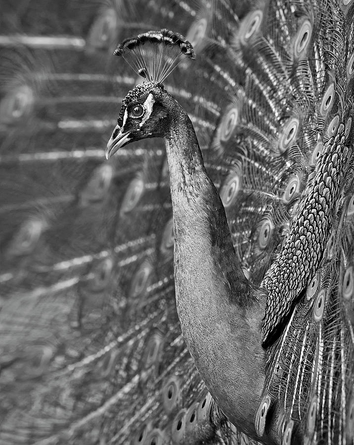 Peacock Display BW Photograph by Susan Candelario