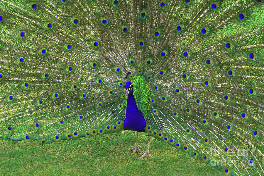 Peacock Display Photograph by Steffani GreenLeaf