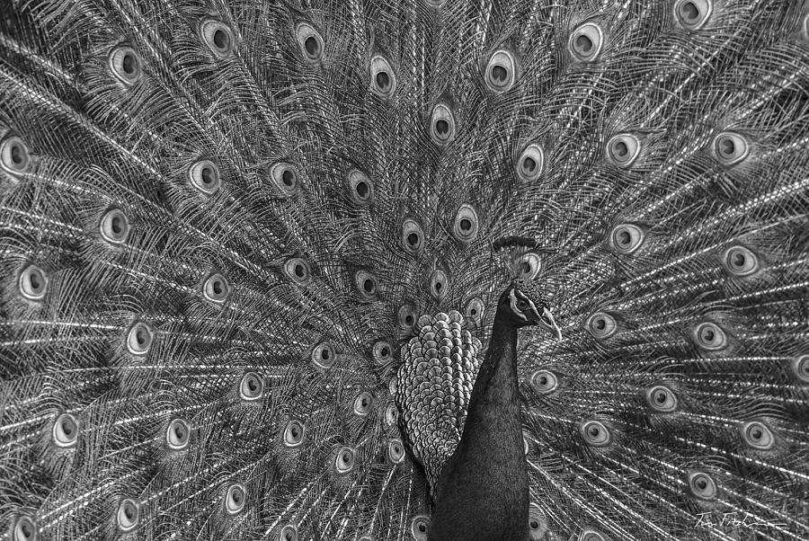 Peacock Display Photograph by Tim Fitzharris