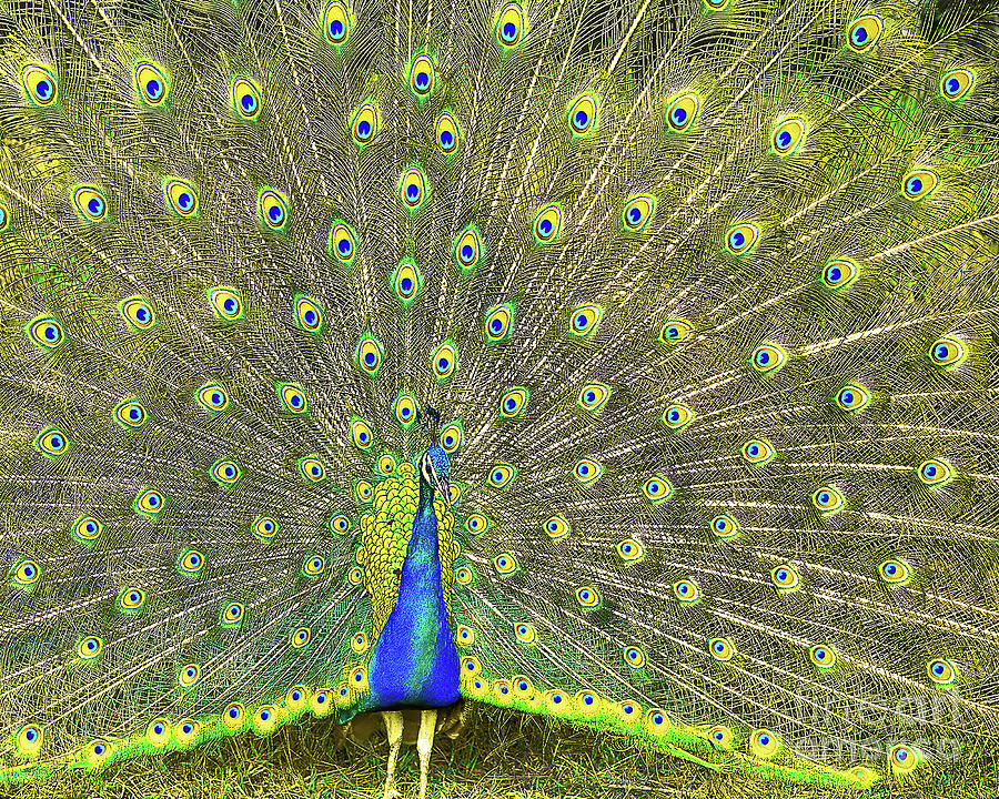 Peacock Photograph by Don Schimmel