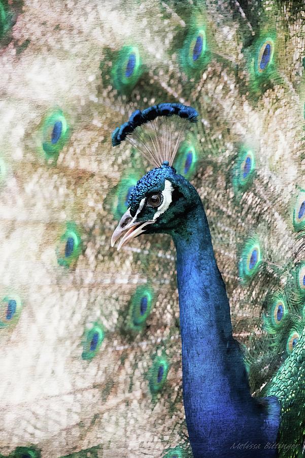 Peacock Dreams, Male Peacock Profile Photograph by Melissa Bittinger