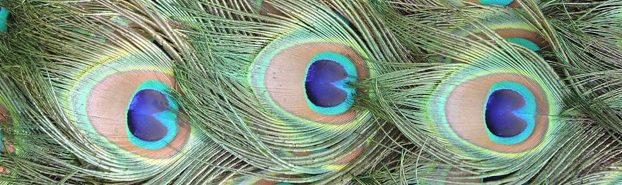 Amazing Peacock Feathers Photograph by Autumn Sleger - Pixels