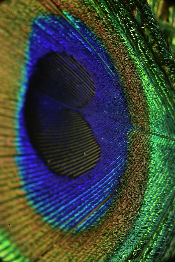 Peacock Eye Photograph by Neil R Finlay