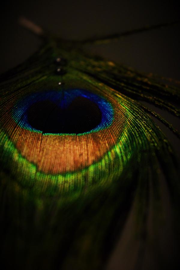 Peacock Fantasy Photograph by Lkb Art And Photography - Fine Art America