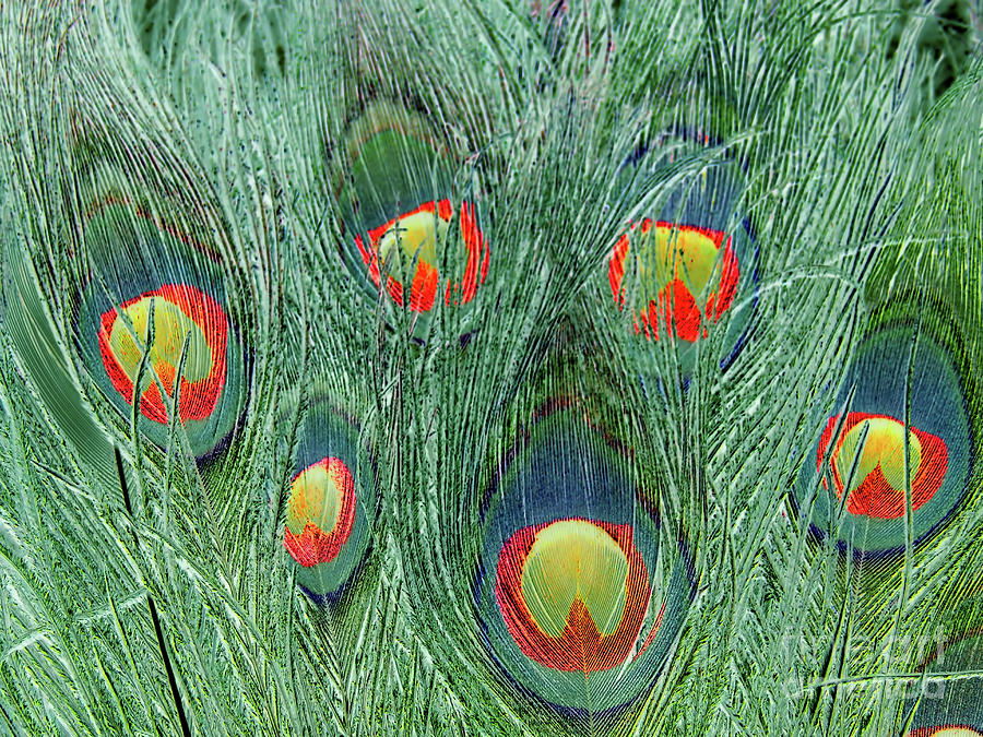 Peacock Feather Art 4 Photograph by D Hackett