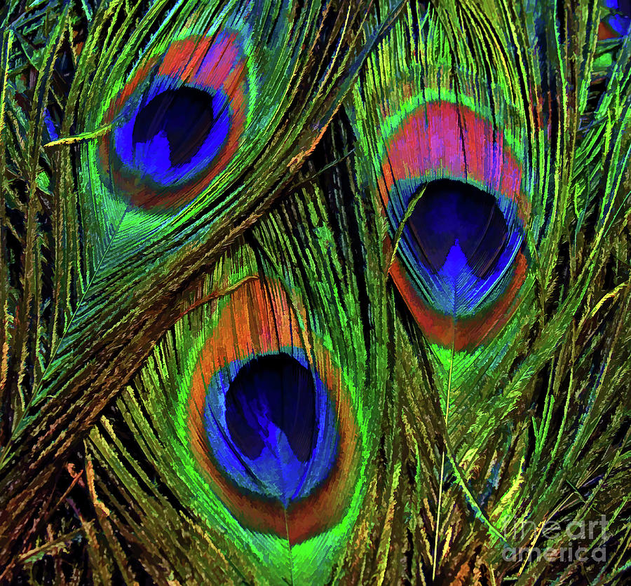 Peacock Feather Art 8 Photograph by D Hackett