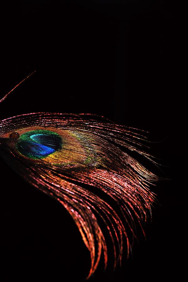 Peacock Feather Black Background Photograph by Lkb Art And Photography