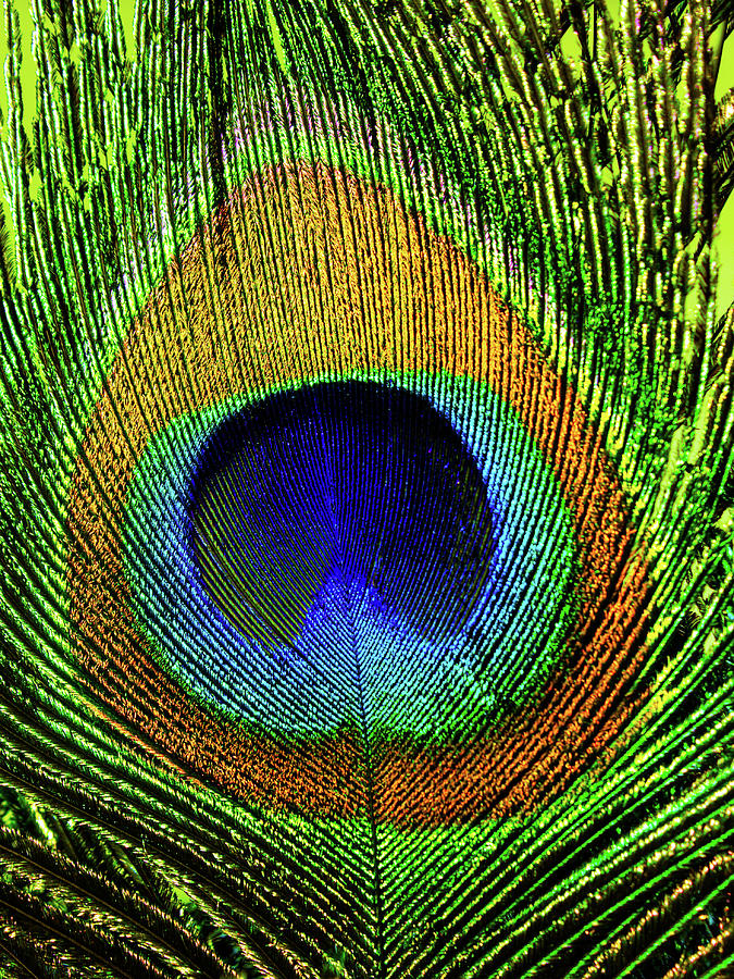 Peacock Feather Eye in Close-up Photograph by Charles Floyd