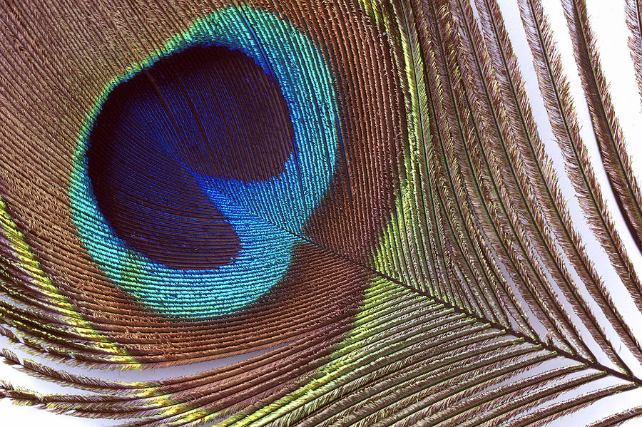 Peacock Feather, Feather, Peacock Photograph by Rudi Von Briel