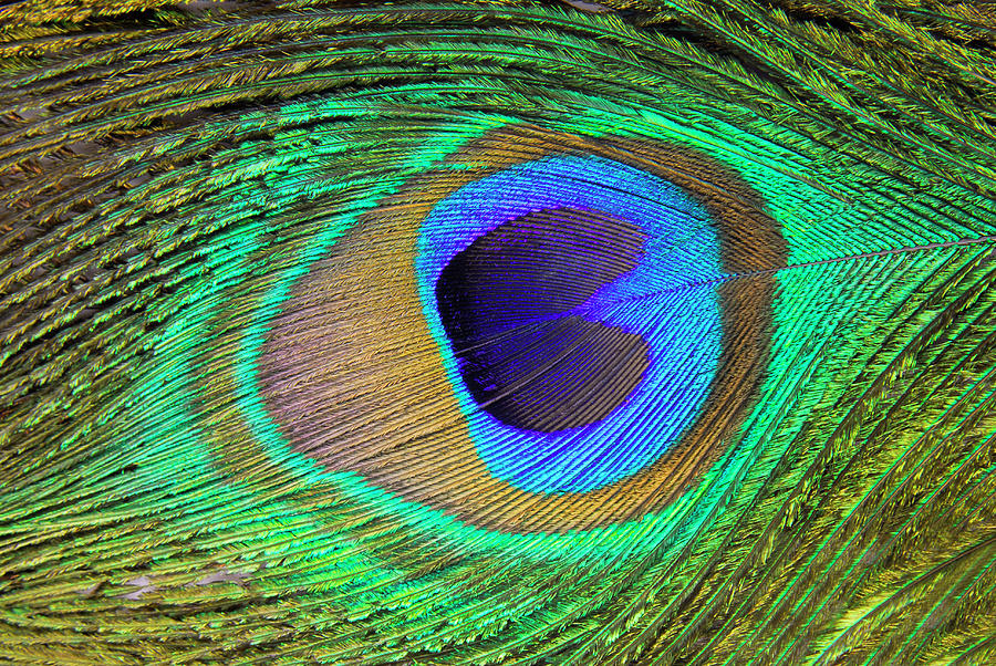 Peacock feather macro detail background Photograph by Severija Kirilovaite