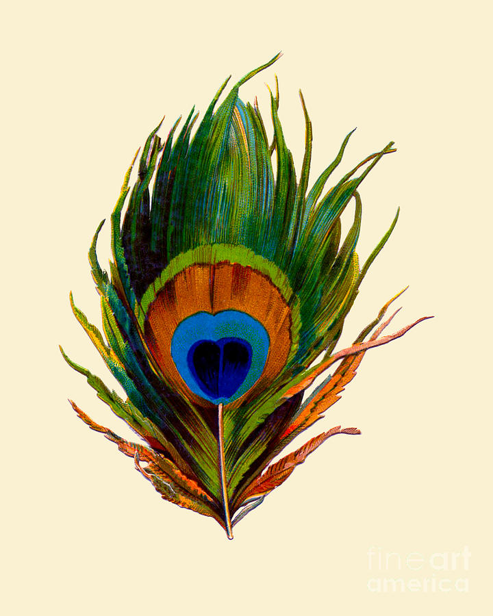 Peacock Feather #art #pencil Framed Print by Smellslikeairwick Tirrell -  Mobile Prints