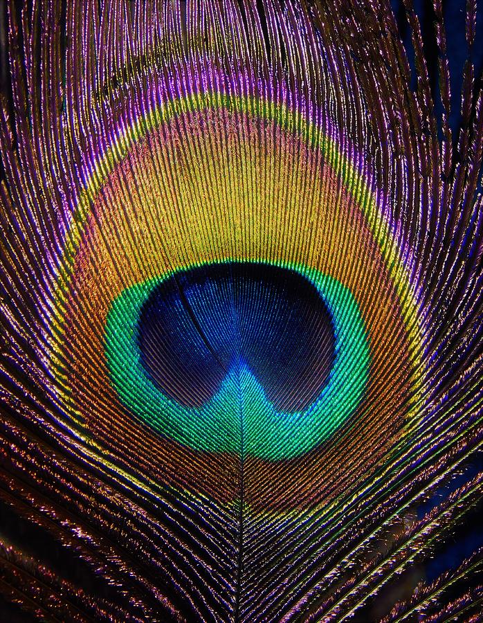 - Peacock Feather Photograph by THERESA Nye