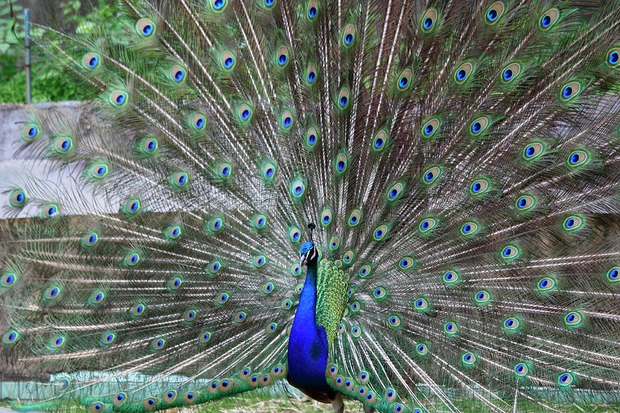 Bird Photograph - Peacock Feather Art by Ann Murphy