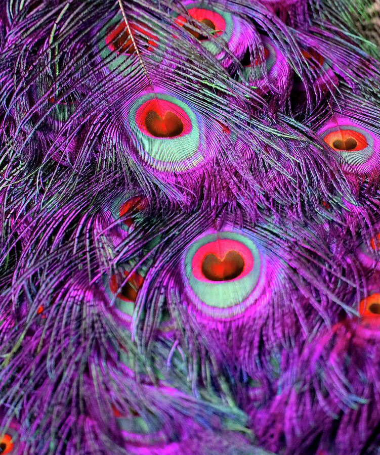 peacock feather drawings tumblr